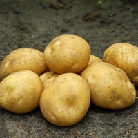 Batata-Balder