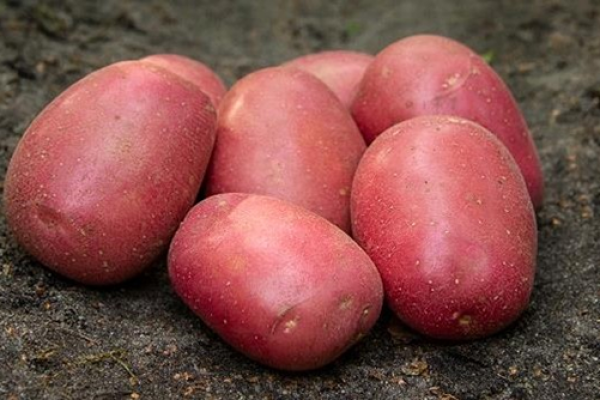 Batata-Lunarrosa