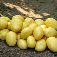 Batata-Plenty