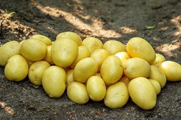 Batata-Plenty