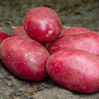 Batata-Red Bullet