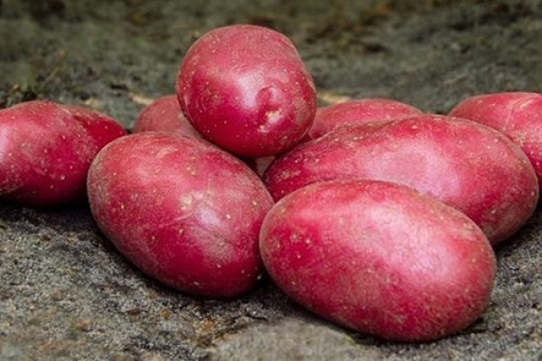 Batata-Red Bullet