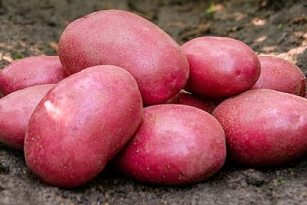 Batata Romantica