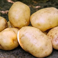 Batata-Ydun