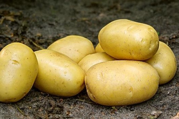 Batata-ballerina