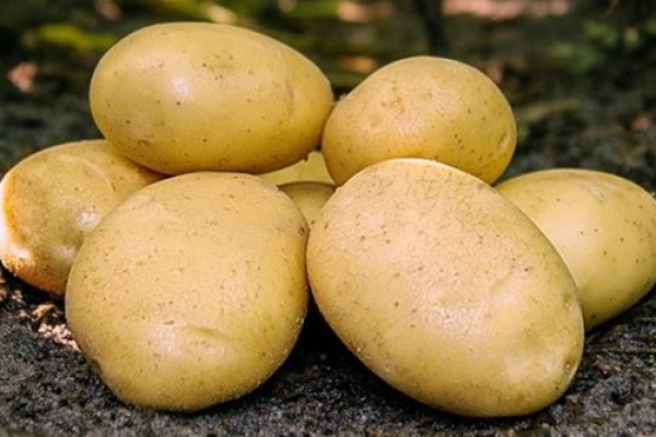 Batata-folva