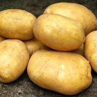 Batata-royal