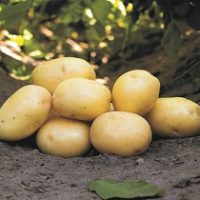 Pondus (Deltacomm)