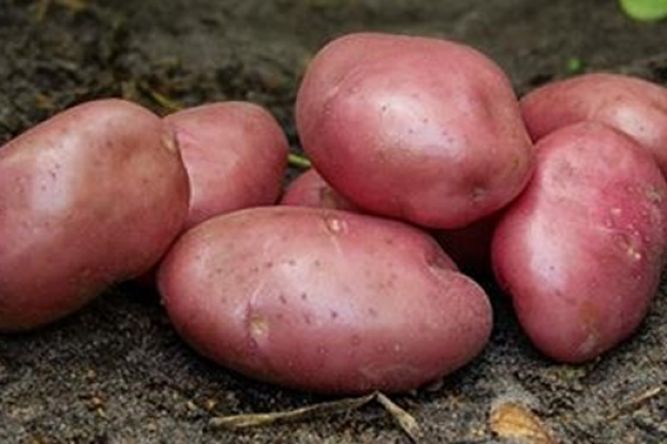 batata-desiree